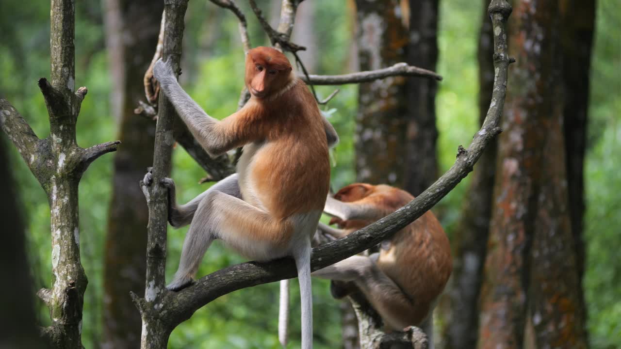 雌性长鼻猴在野外，坐在树上，环顾四周在塔拉干，印度尼西亚。长鼻猴在红树林觅食。野生自然素材。视频下载