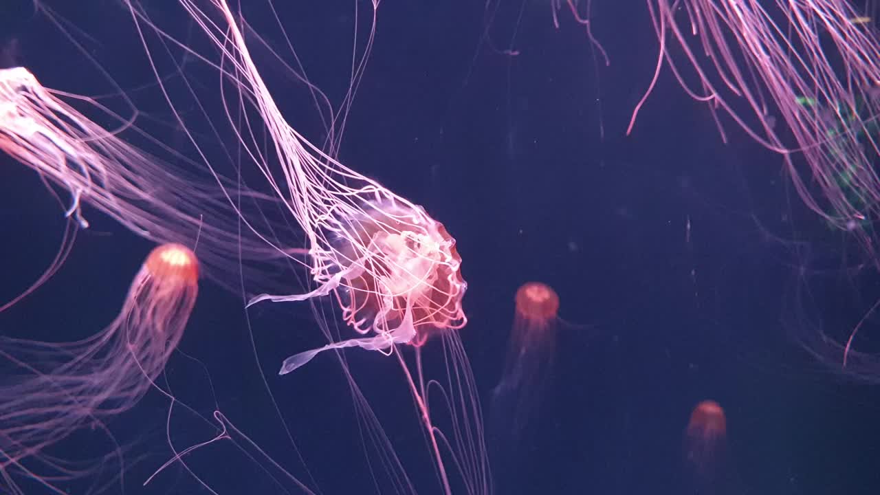 太平洋金盏花，日本荨麻，棕色水母，漂浮在海底。视频下载