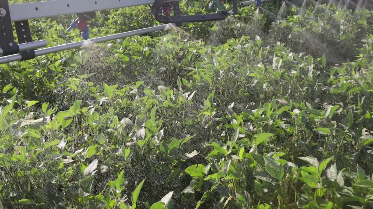 作物喷雾器在大豆地里喷洒农药视频下载