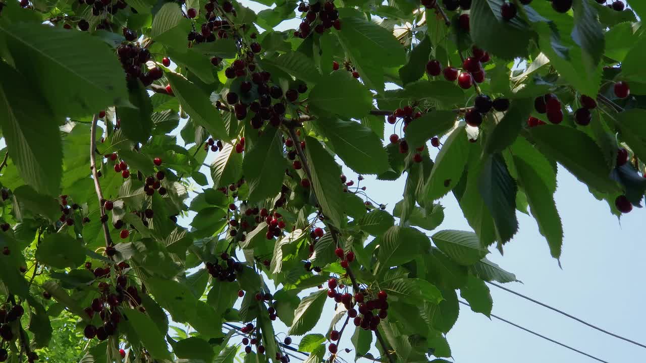 甜美的樱桃枝和成熟的浆果在阳光明媚的日子视频素材