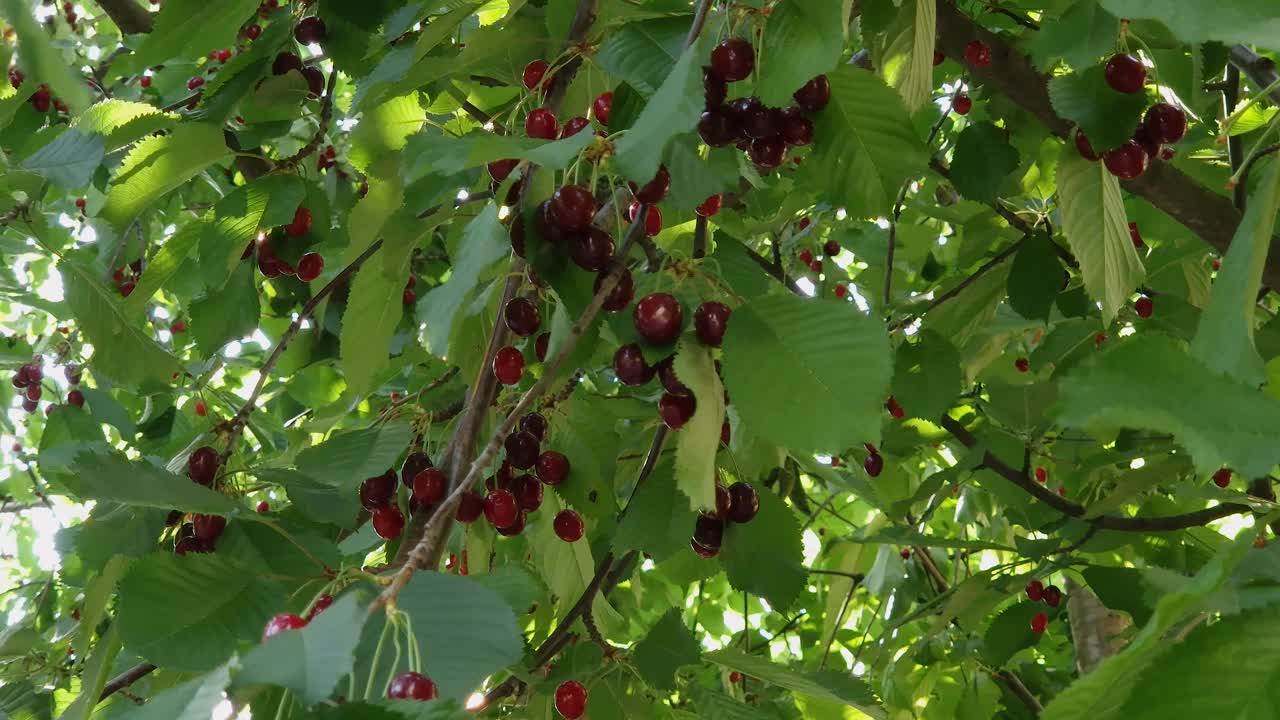甜美的樱桃枝和成熟的浆果在阳光明媚的日子视频素材