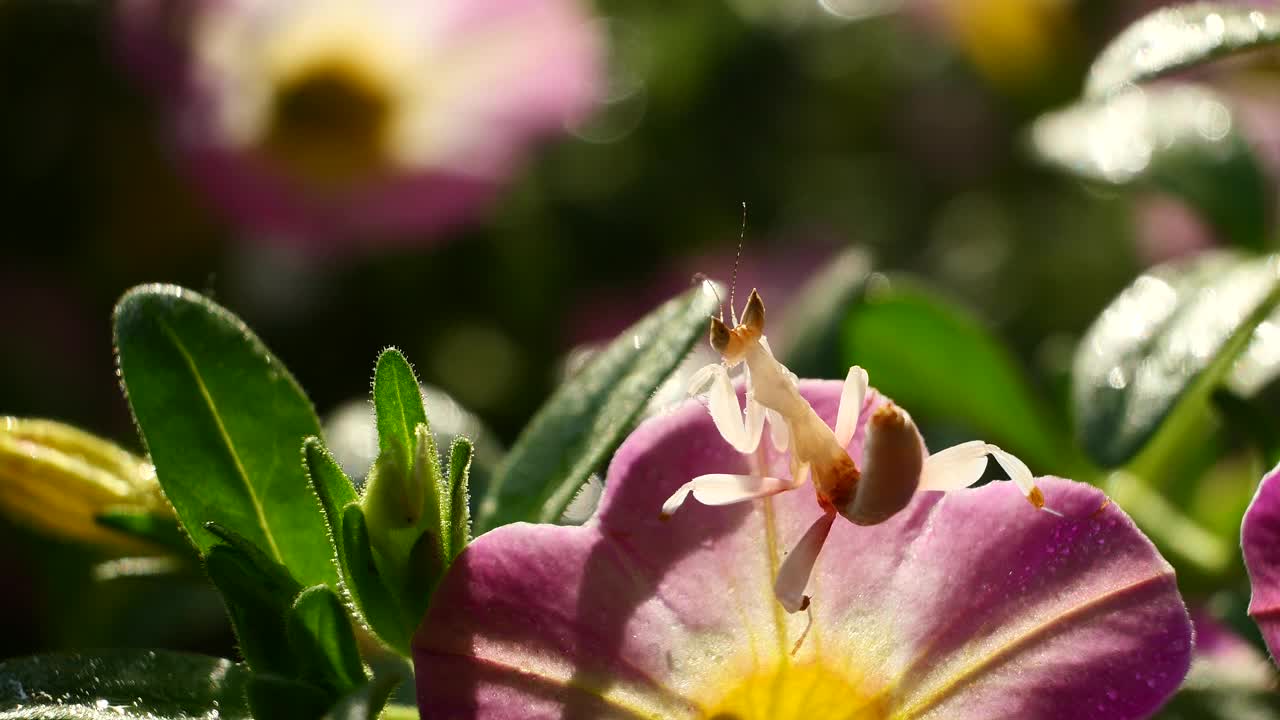 泰国和东南亚的粉红色兰花螳螂。视频下载