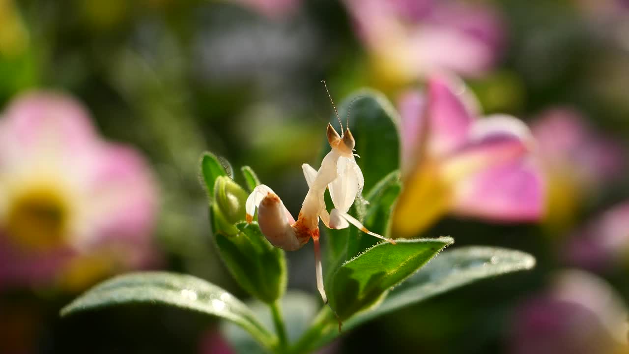 泰国和东南亚的粉红色兰花螳螂。视频下载