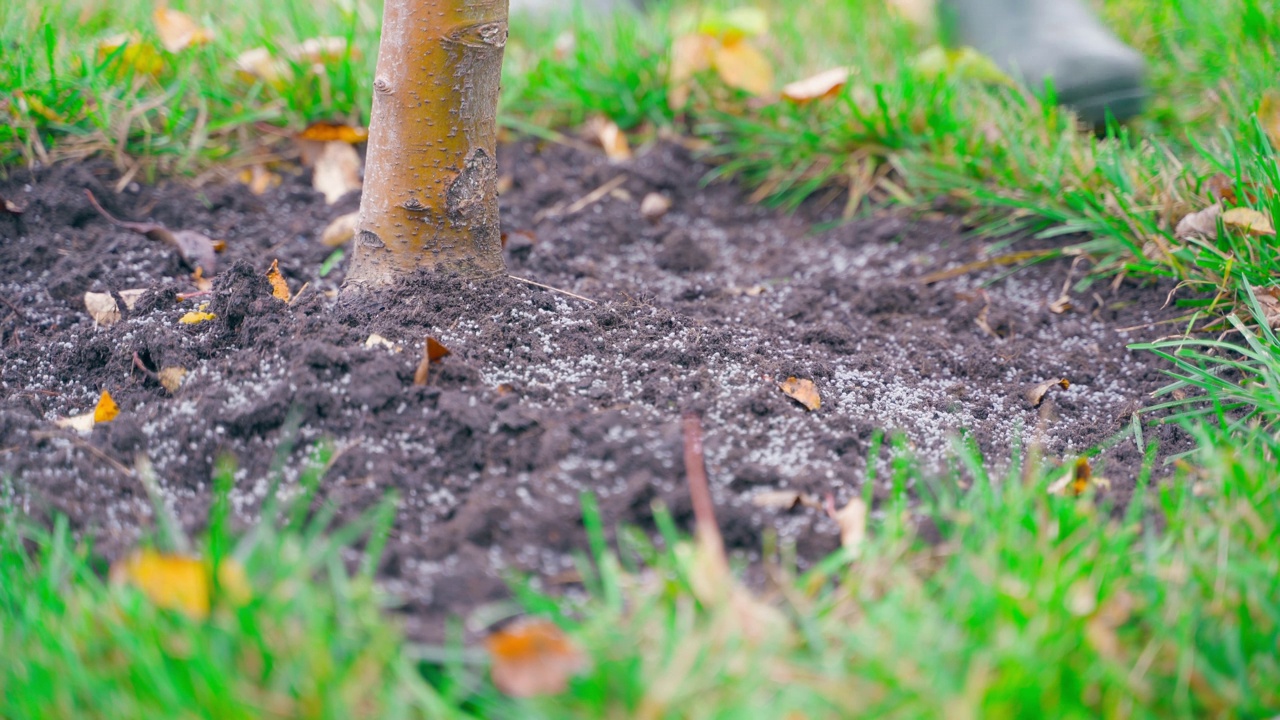 颗粒肥料被施用在幼树下的土壤上(特写)。给花园里的果树喂食视频素材