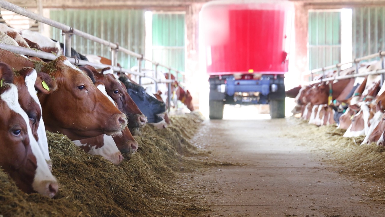 奶牛场，饲料搅拌机在牛棚里喂牛视频下载