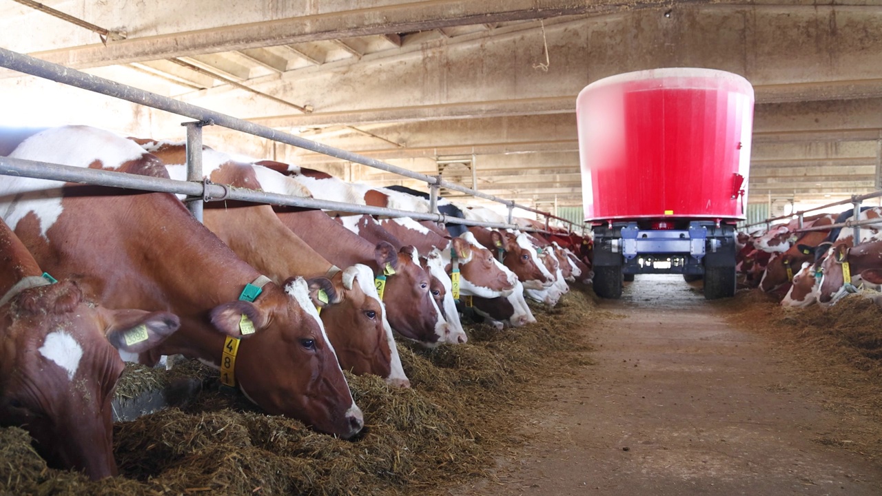 奶牛场，饲料搅拌机在牛棚里喂牛视频素材