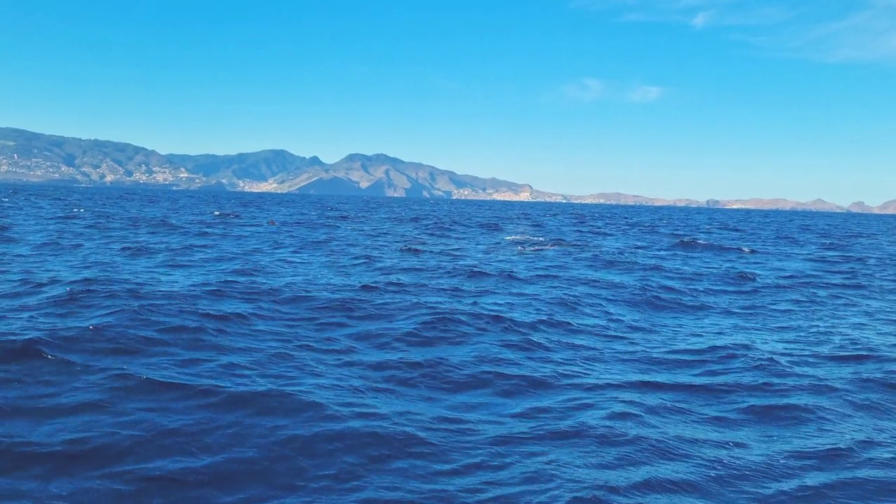 一群海豚在以岛屿为背景的海洋中游泳。聪明的动物——海豚。从水面上可以看到海豚的鳍视频下载