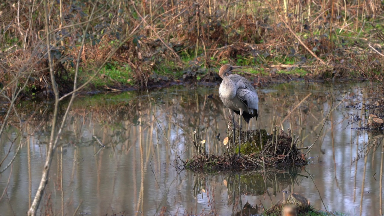 秋冬湿地中一只灰鹤视频下载
