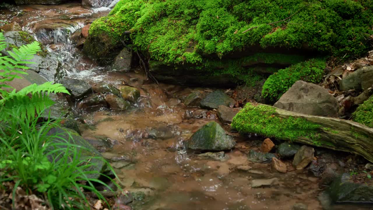 小溪周围长满了苔藓和蕨类植物视频下载