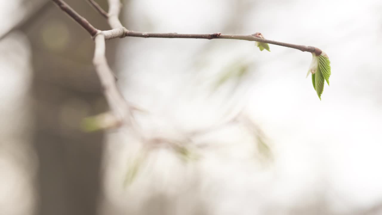 在春天的特写镜头中，慢镜头聚焦第一片叶子视频素材