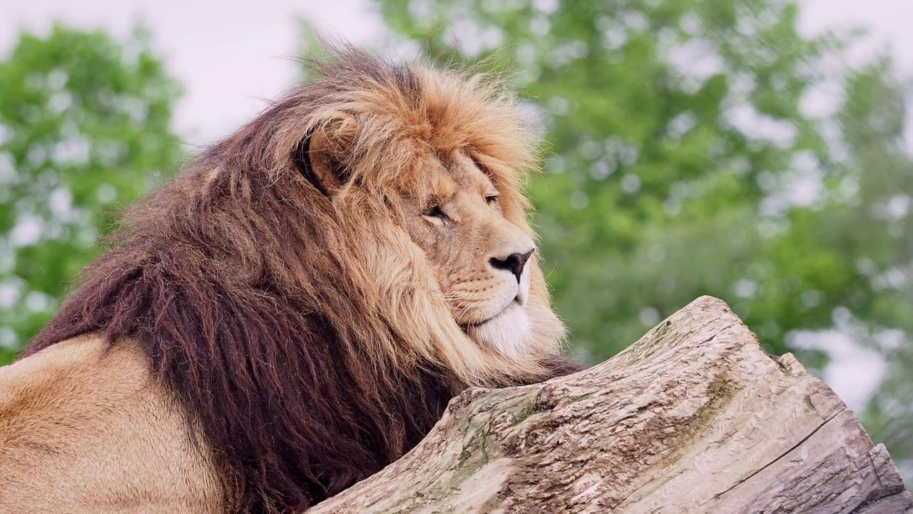 树干上的狮子，美洲豹视频下载
