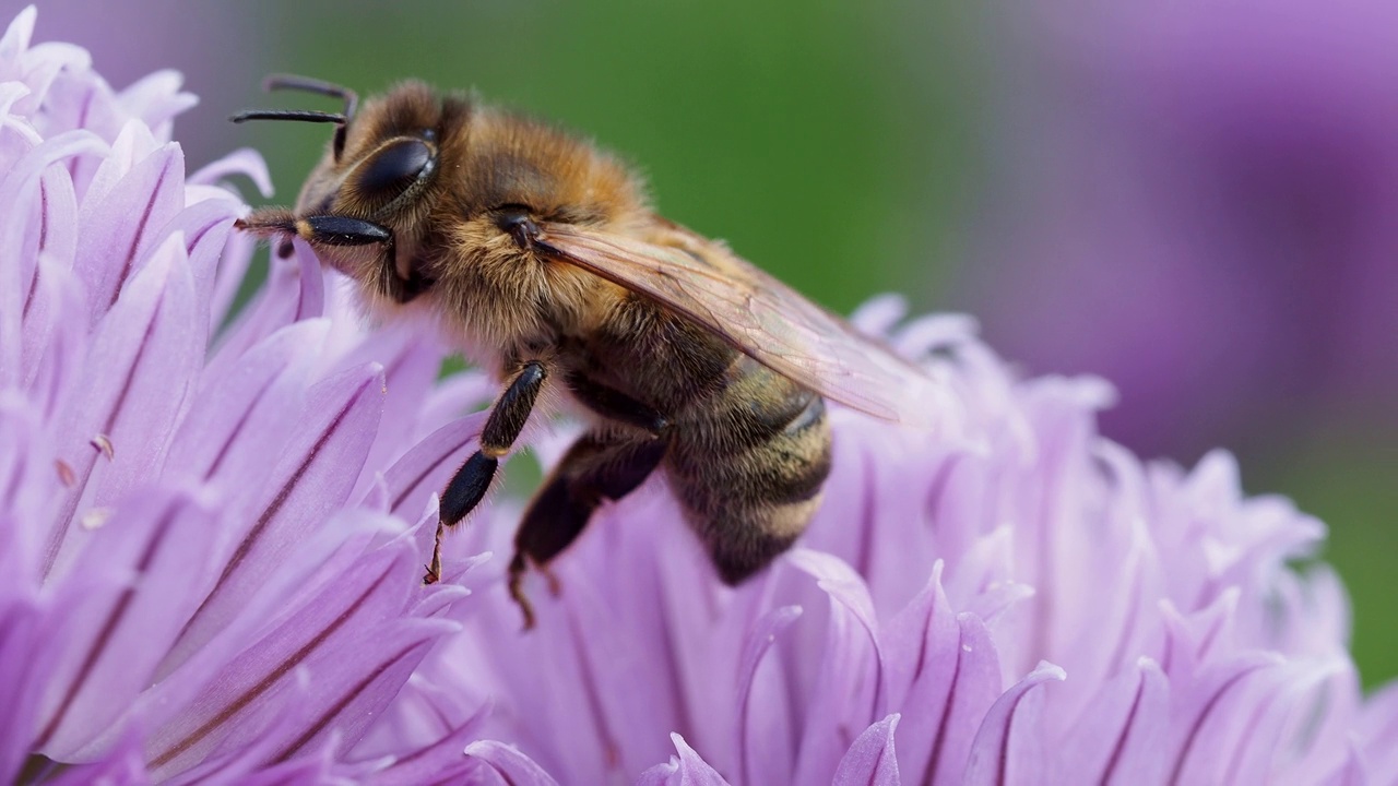 蜜蜂从花上收集花粉视频下载