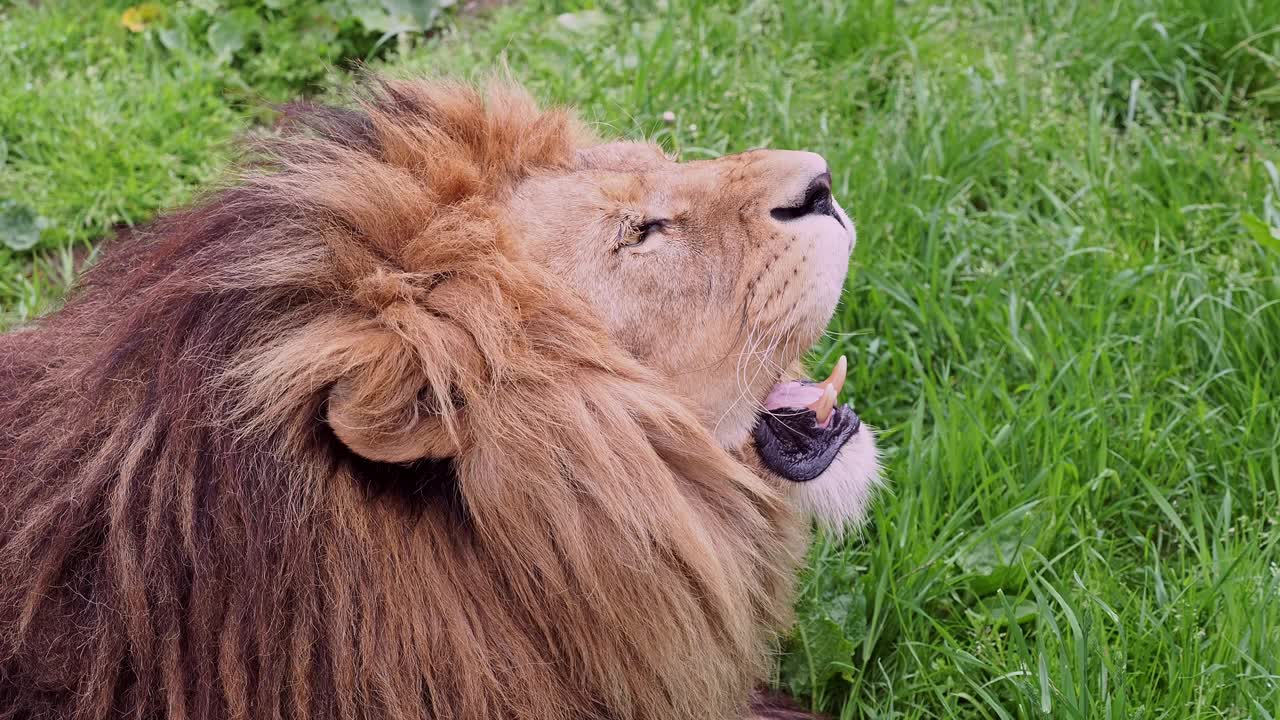 草地上的狮子，美洲豹视频下载