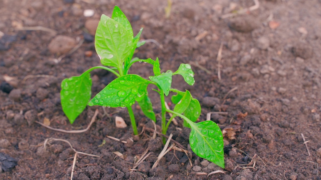 刚栽下的甜椒幼苗在滴水后的特写。幼芽在园床的土壤中生长视频素材