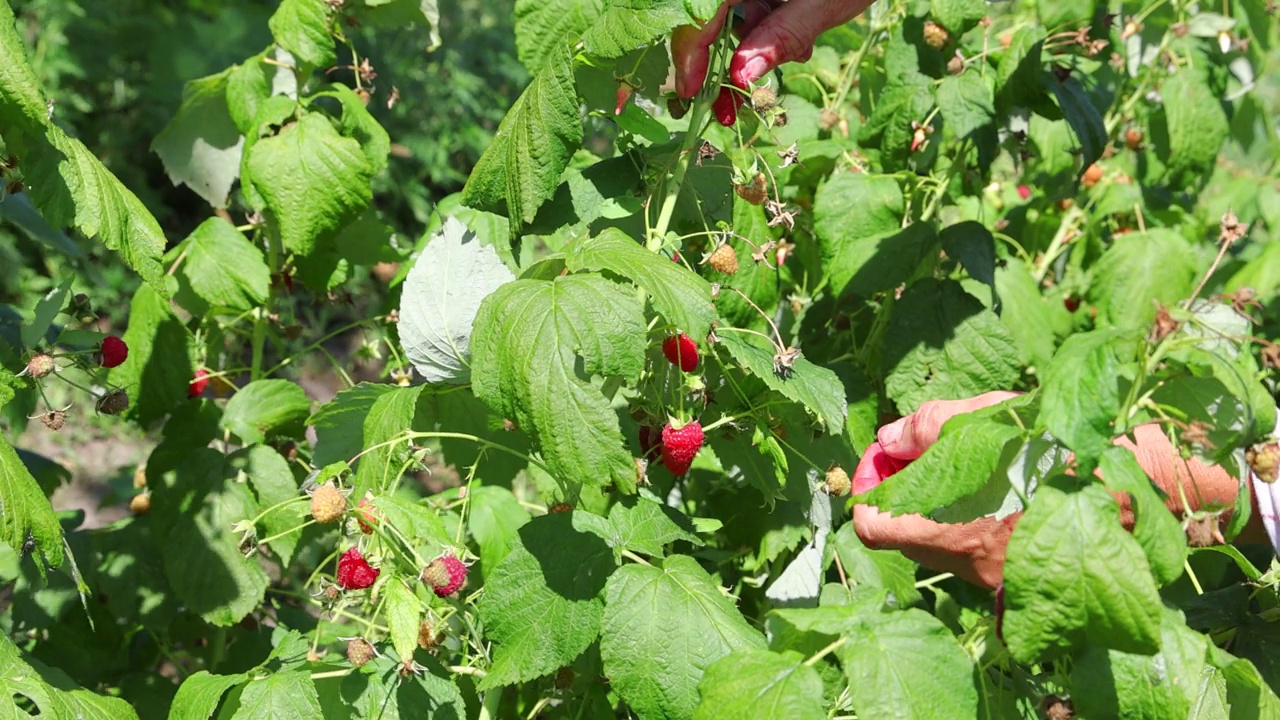 在果园里摘树莓，慢镜头视频下载