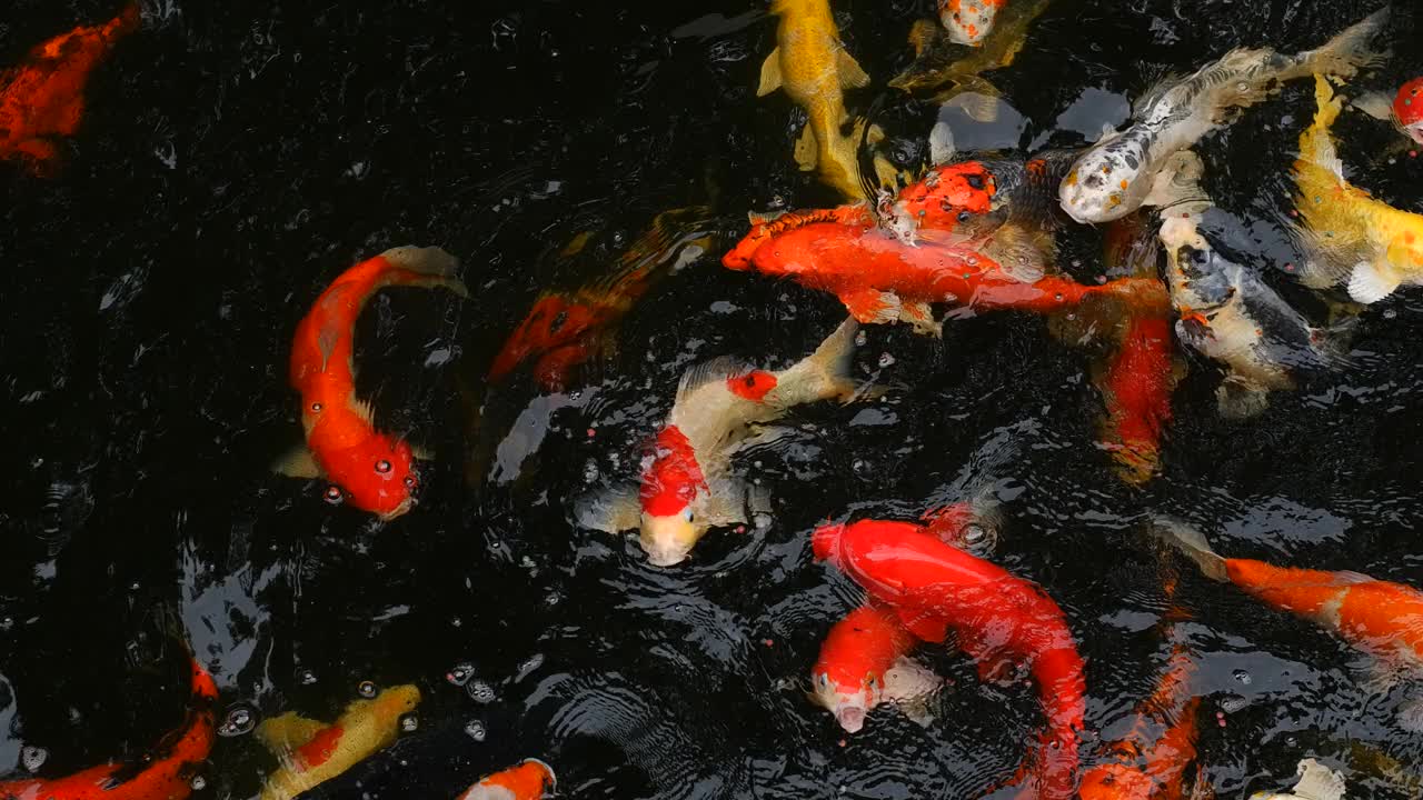 锦鲤鱼在锦鲤池中游泳。视频下载
