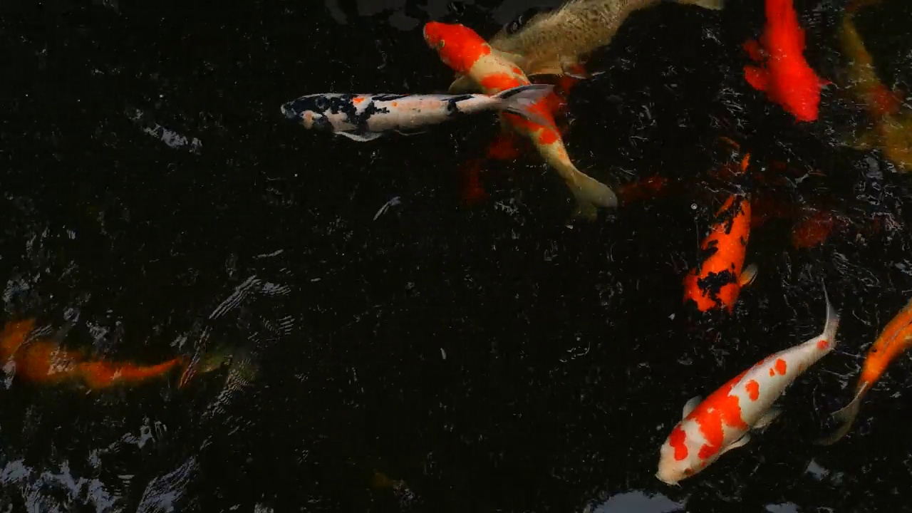 锦鲤鱼在锦鲤池中游泳。视频下载