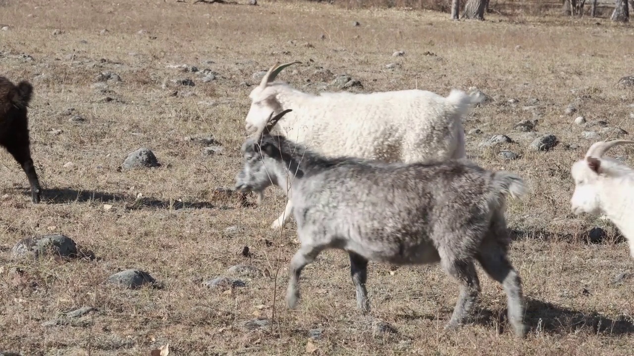 白色、黑色和灰色的毛茸茸的山羊在草地上走来走去视频下载