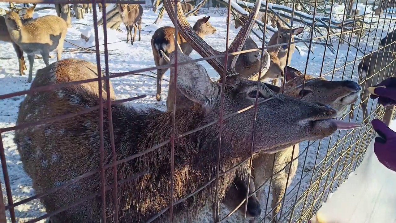 女志愿者在围栏后喂鹿。冬天帮助、照顾、喂养动物视频下载