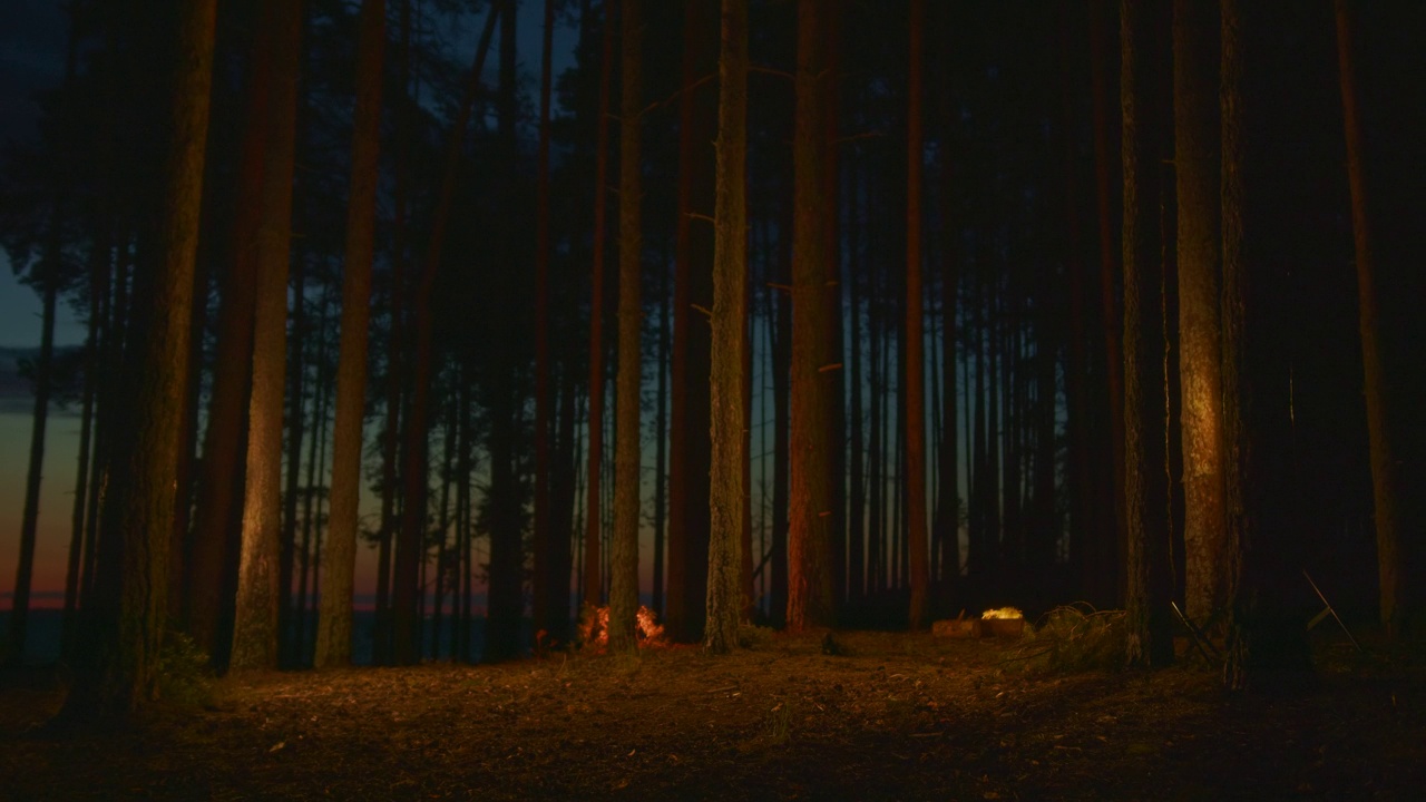 闪烁在黑暗针叶林背景的夜间草地上。视频素材