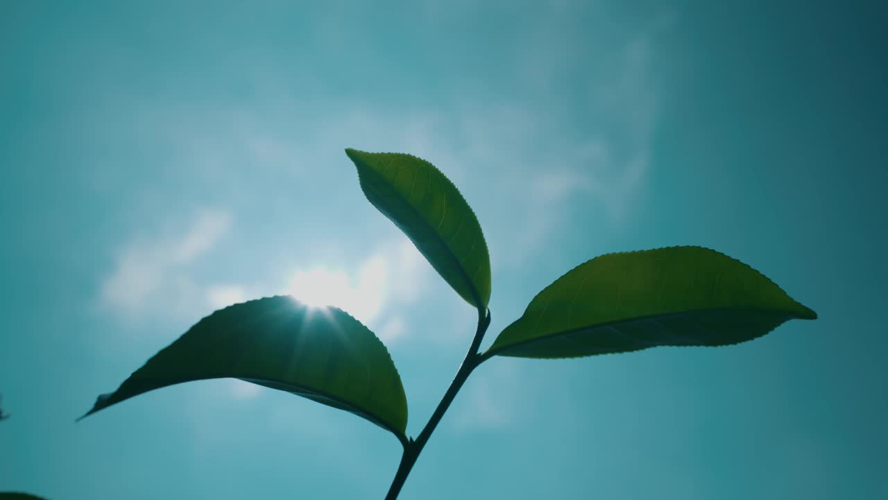 一片清新的绿茶，在蓝天和明媚的阳光下茁壮成长视频素材