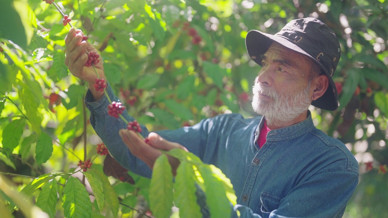 种植阿拉比卡咖啡的农民采摘深红色的咖啡豆。视频素材
