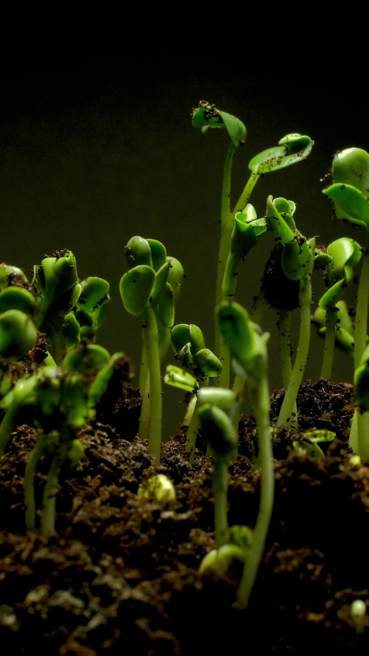 生长的种子从土壤中升起垂直延时视频。视频下载
