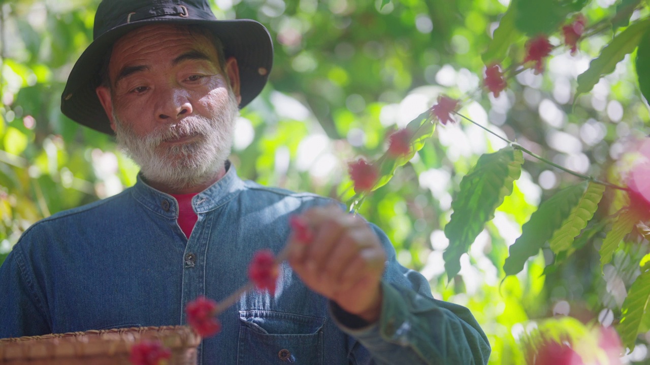 一位农民正在采摘红阿拉比卡咖啡豆。视频素材