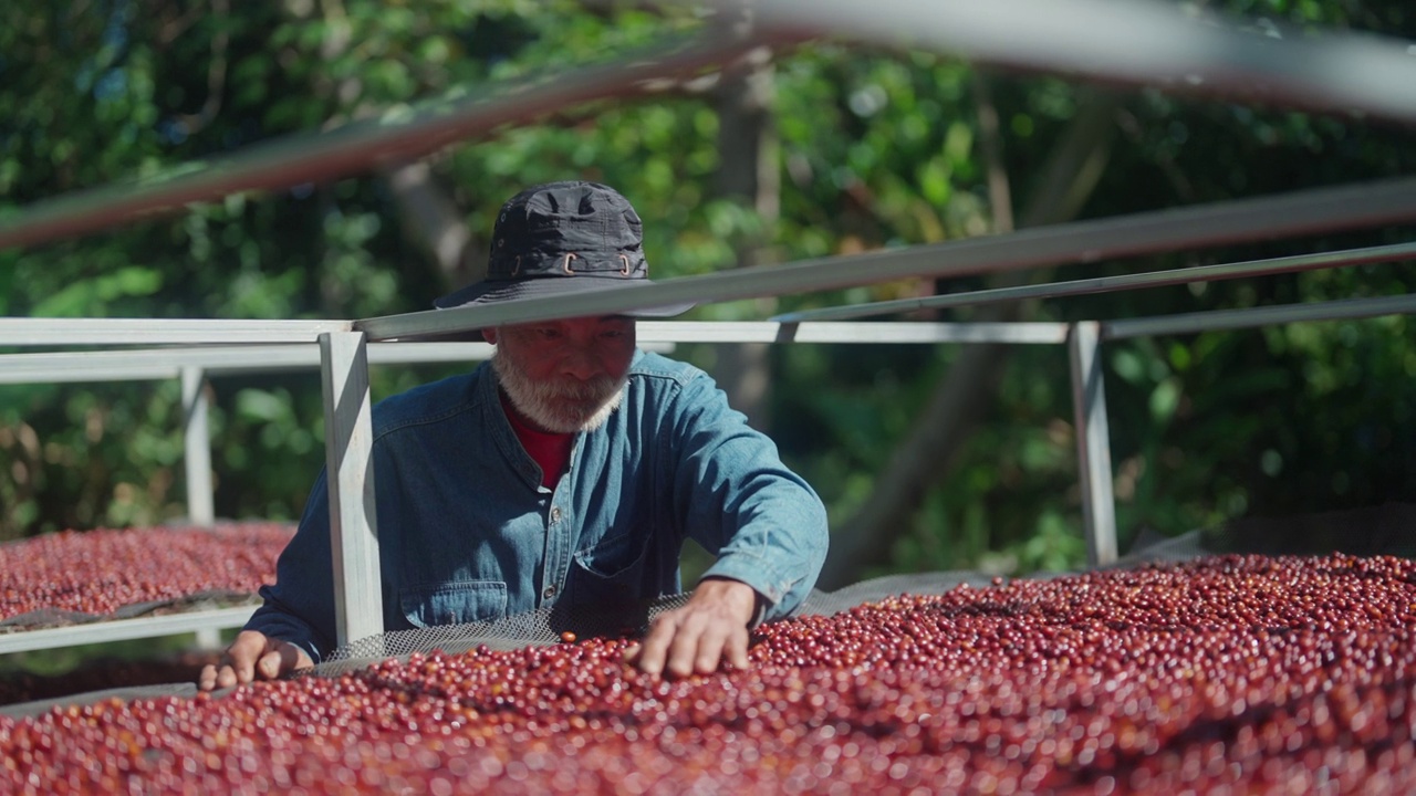 农夫在他的农场里晒咖啡视频素材