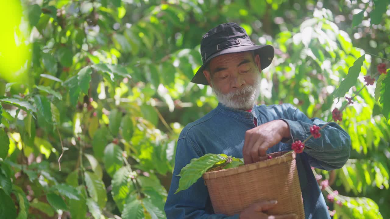 一位农民正在采摘红阿拉比卡咖啡豆。视频素材