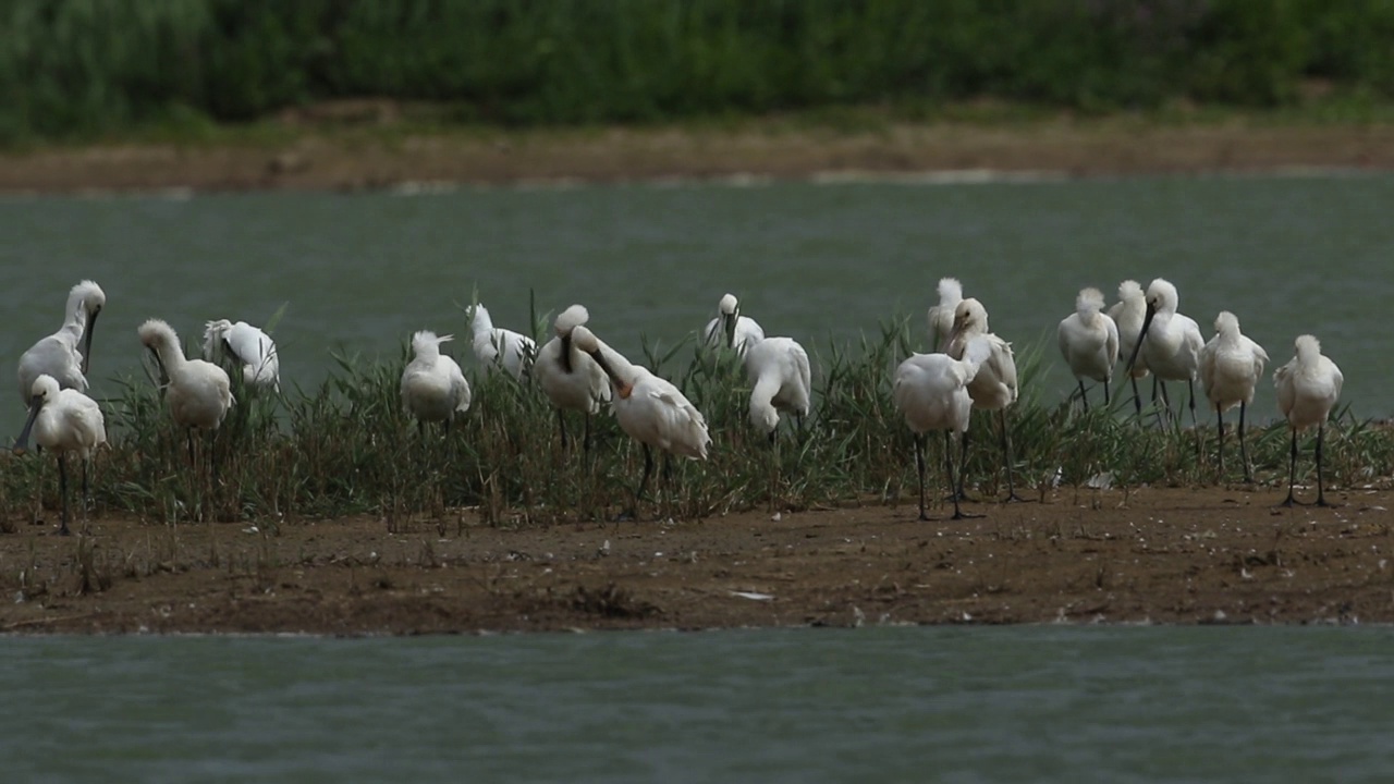 一群美丽的琵鹭，在湖中的小岛上休息和梳理羽毛。视频下载
