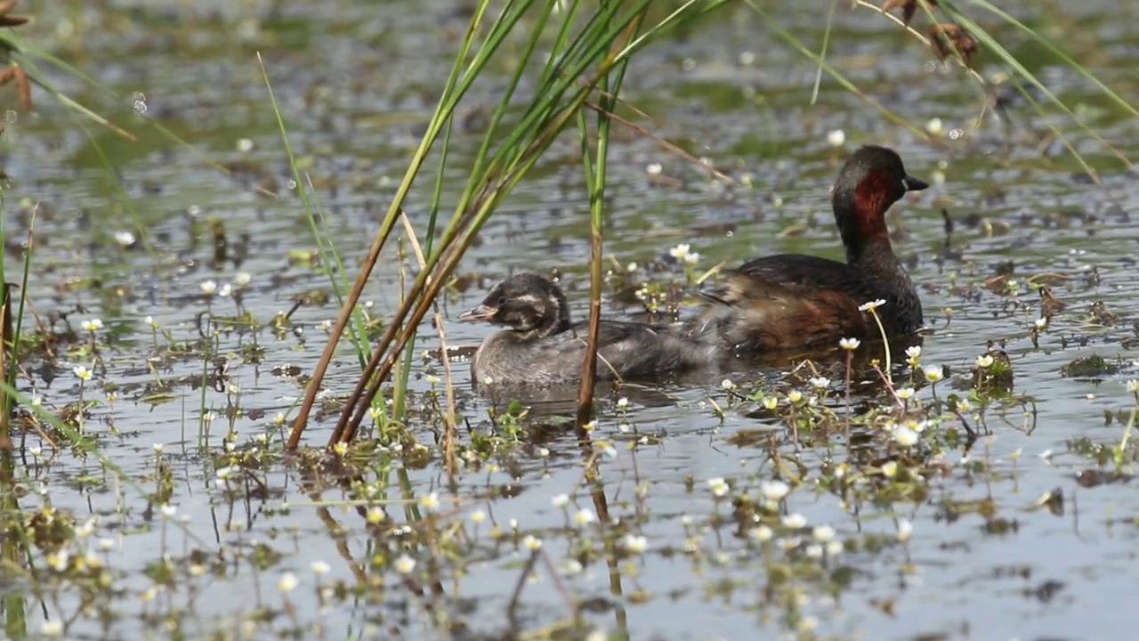 一只名叫Tachybaptus ruficollis的小䴙䴘带着她可爱的宝宝在湖边休息。视频素材