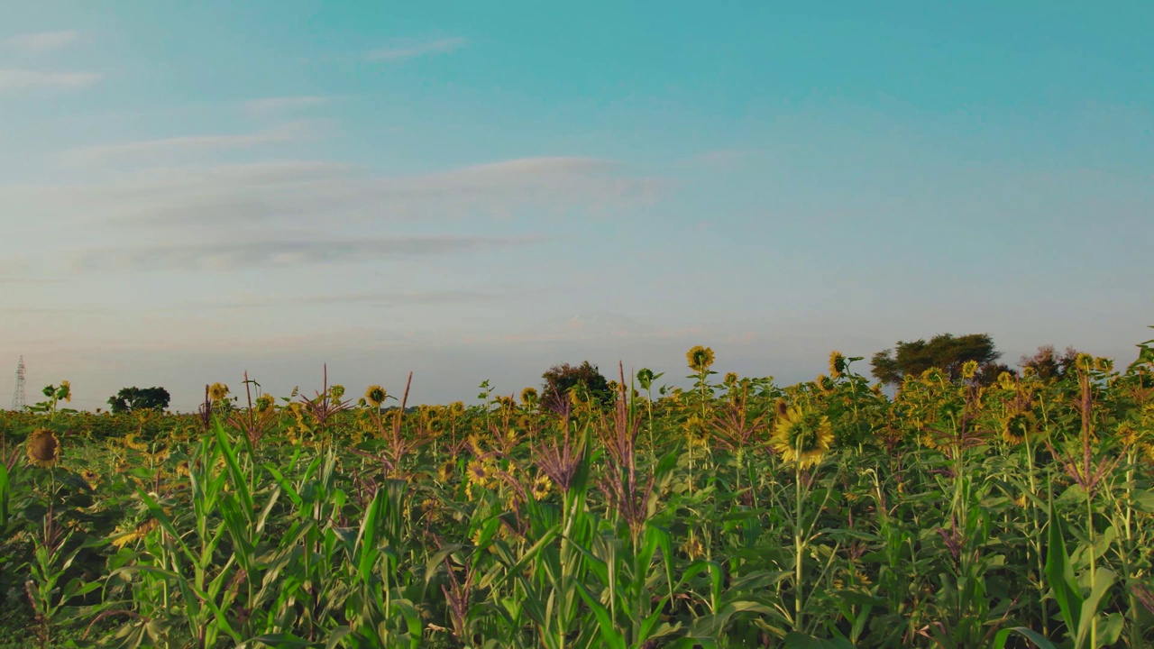 日落时分的向日葵农场，郁郁葱葱的绿叶视频素材