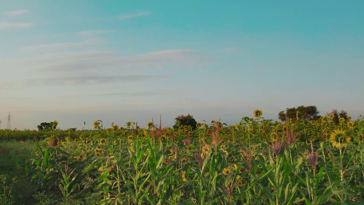 日落时分的向日葵农场，郁郁葱葱的绿叶视频下载
