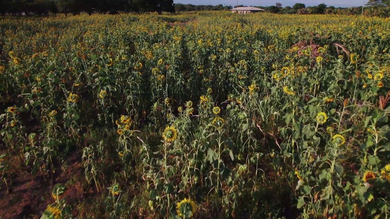 日落时分的向日葵农场，郁郁葱葱的绿叶视频下载