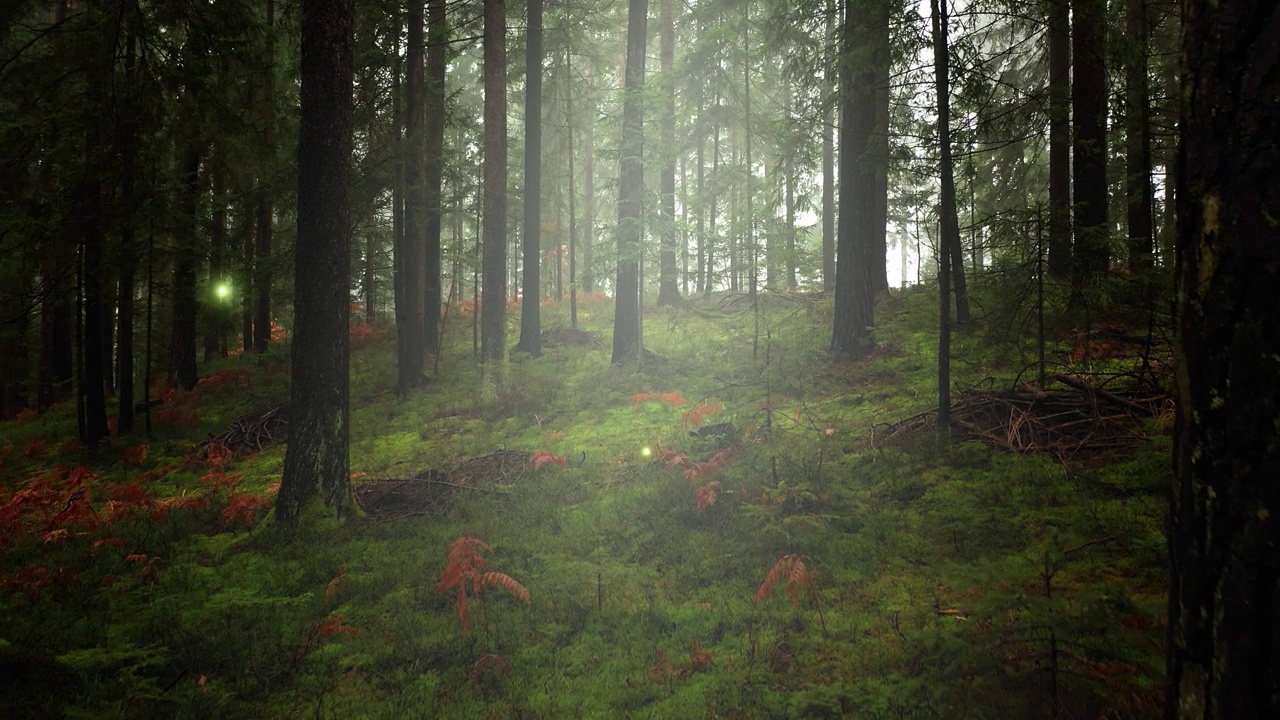 萤火虫在神秘的奇幻童话森林中飞翔，阳光透过雾气照耀着自然景观背景。视频素材