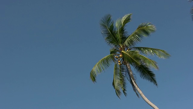 单一棕榈树HD视频下载