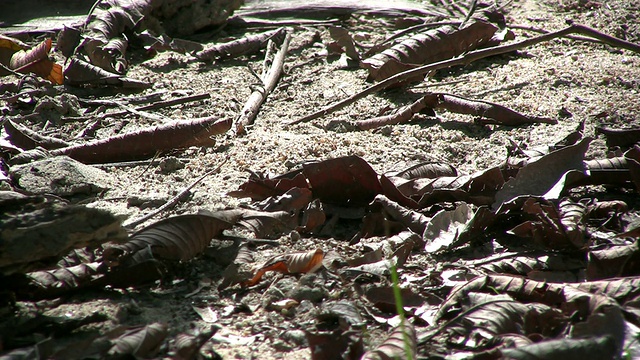 哥伦比亚泰罗纳国家公园的蜥蜴视频下载