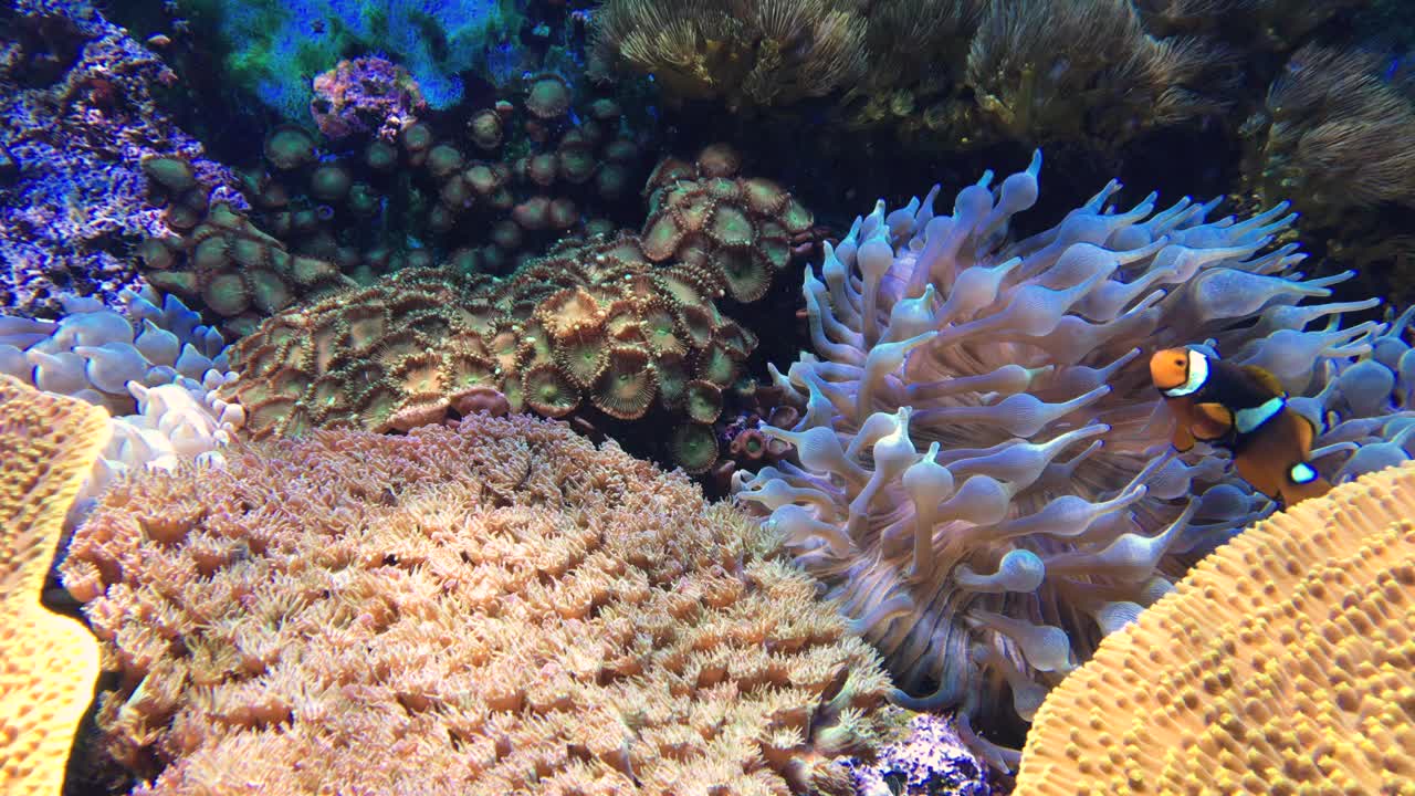 色彩斑斓的水下珊瑚礁视频下载