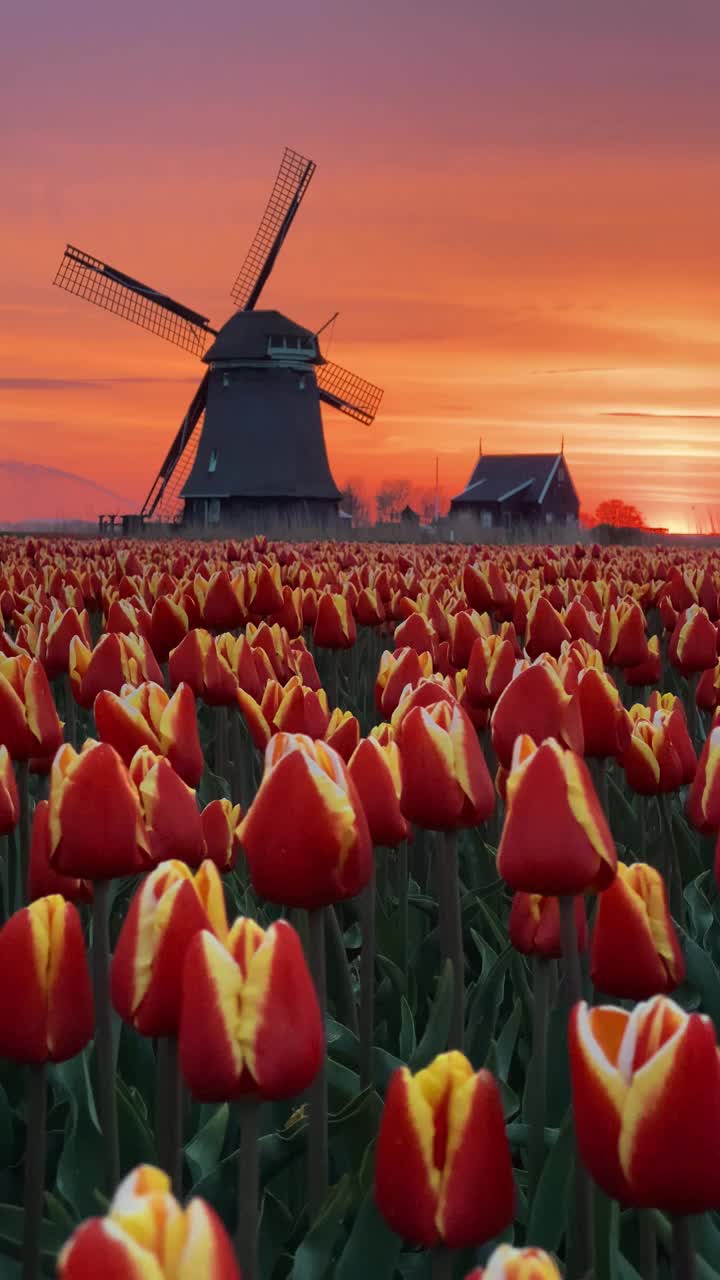 荷兰北部的春天，日出时五彩缤纷的郁金香田和风车视频下载