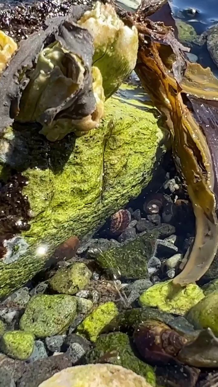 在海上低潮时，明亮的藻类湿了，在他们下面，一只小螃蟹跑起来，躲起来，然后逃离镜头，特写微距视频拍摄海洋动物的广场生活，海蟹，小龙虾和鱿鱼视频素材