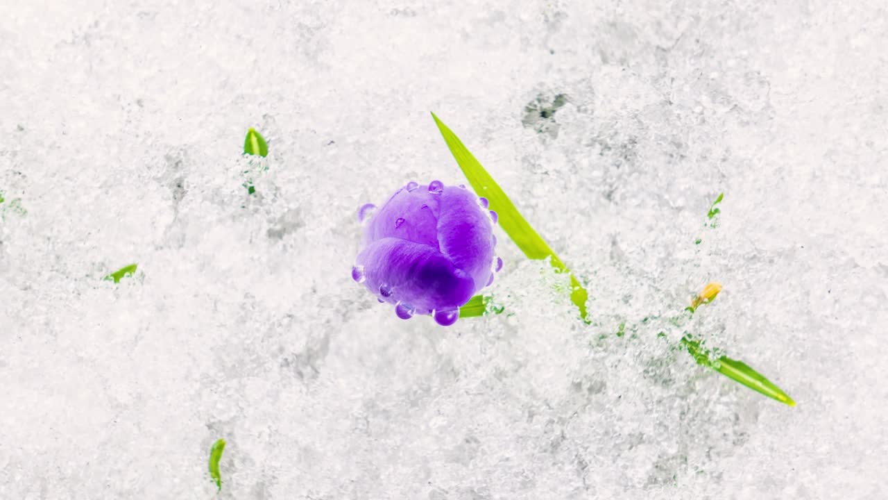 春光明媚的草地上，番红花盛开，雪水融化视频下载