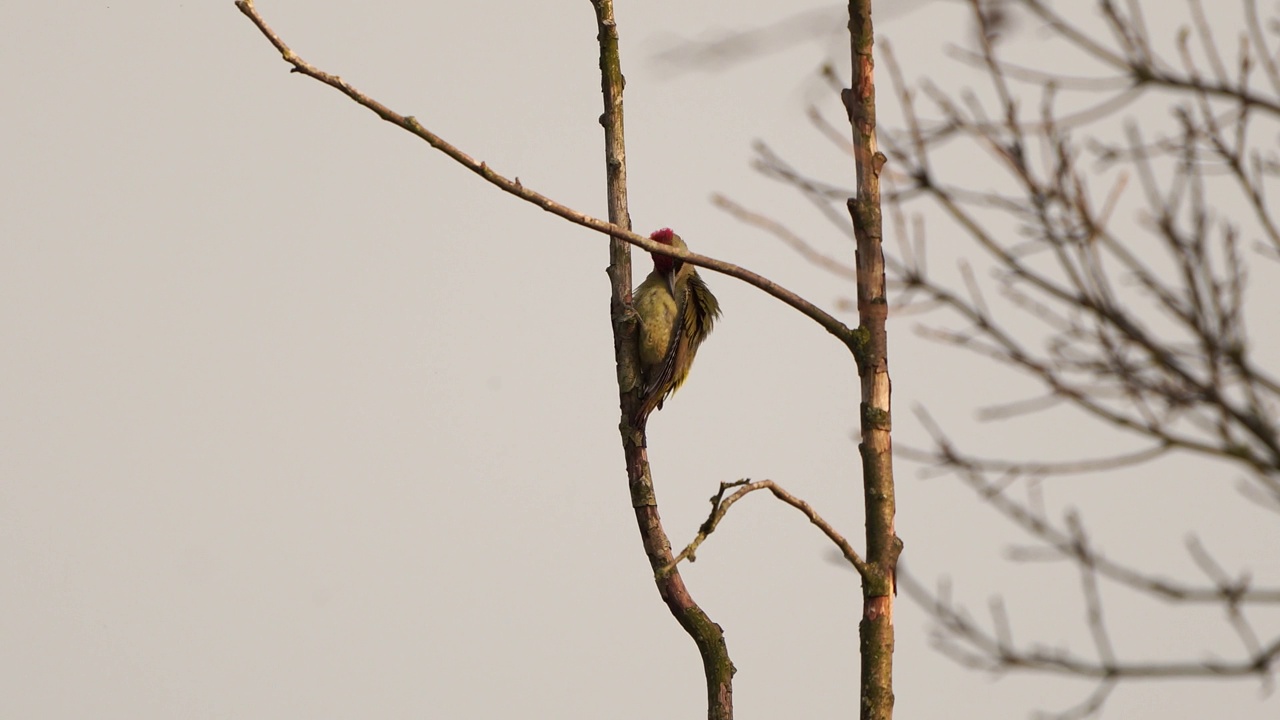 一只欧洲绿啄木鸟(绿啄木鸟)正在擦亮自己的羽毛视频素材