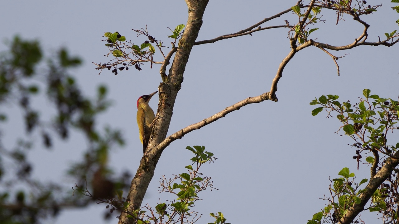 一只欧洲绿啄木鸟(绿啄木鸟)在早春栖息在树上视频素材