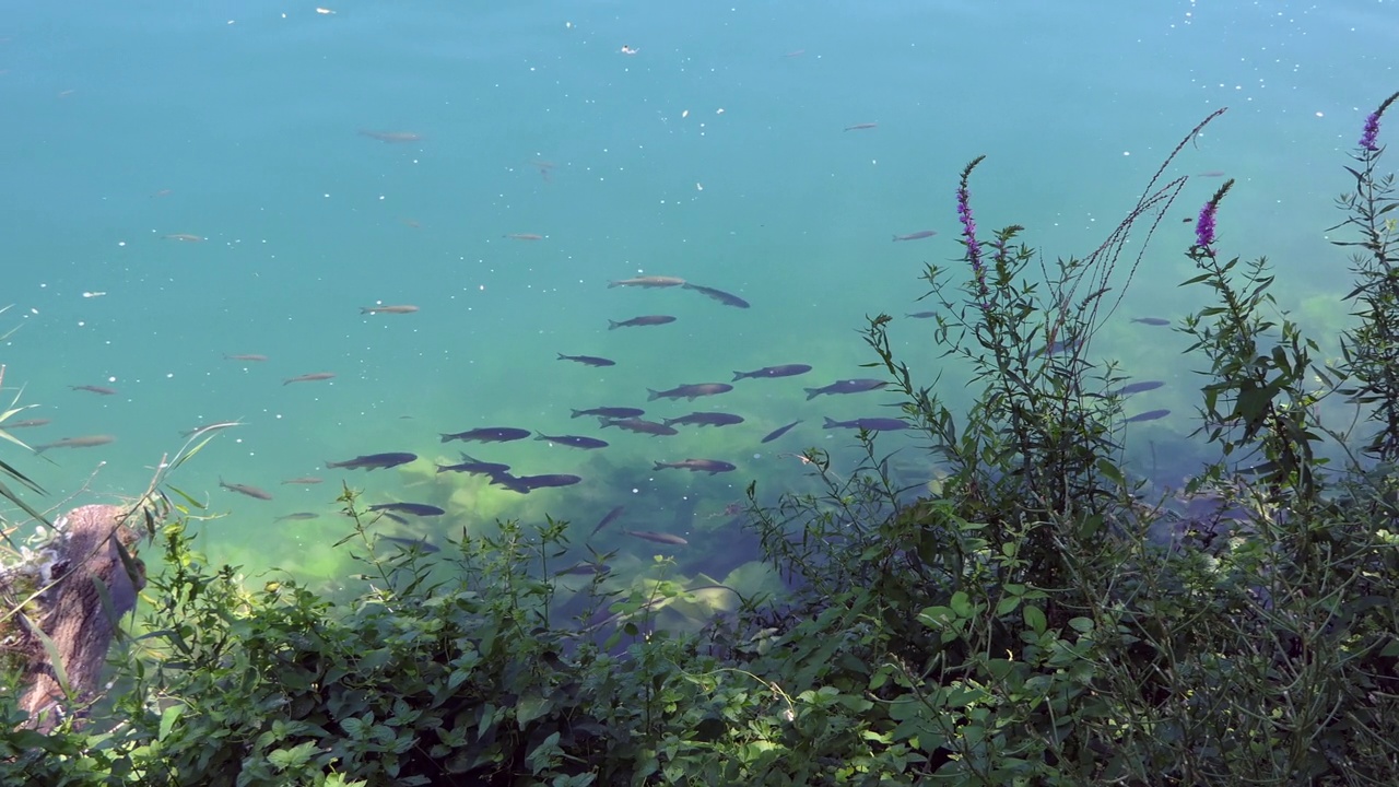 鱼在清澈的河水中游泳视频下载