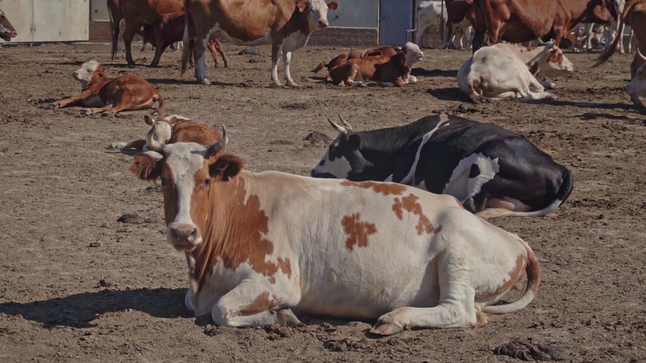 牛在围栏围起来的谷仓院子里散步。视频下载