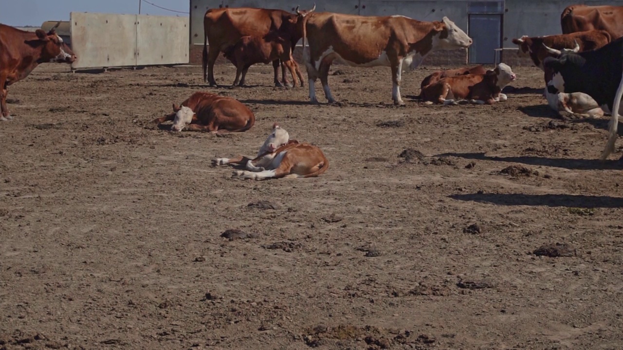 牛在围栏围起来的谷仓院子里散步。视频素材