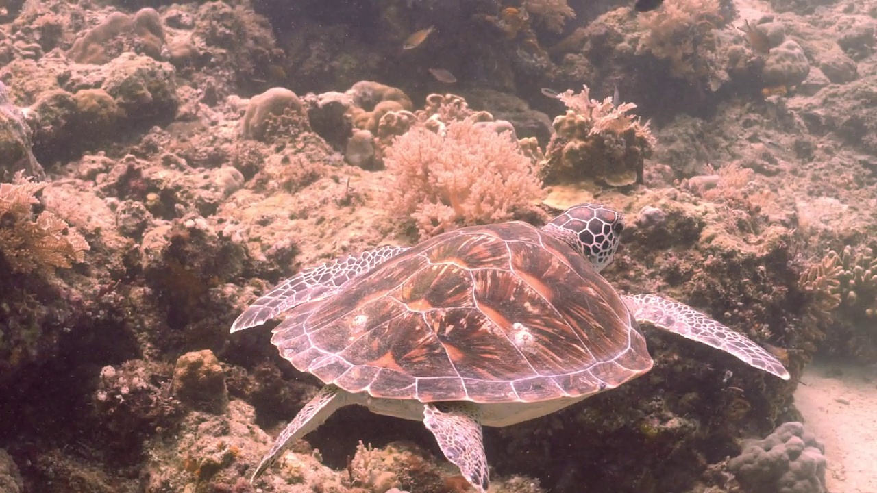 西巴丹岛珊瑚海景上的玳瑁海龟视频下载
