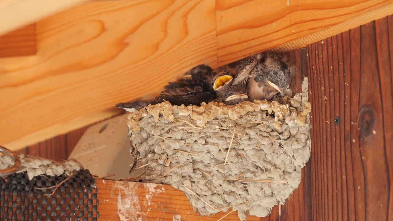 初夏的燕子筑巢，雏鸟乞求父母喂养的食物。视频下载