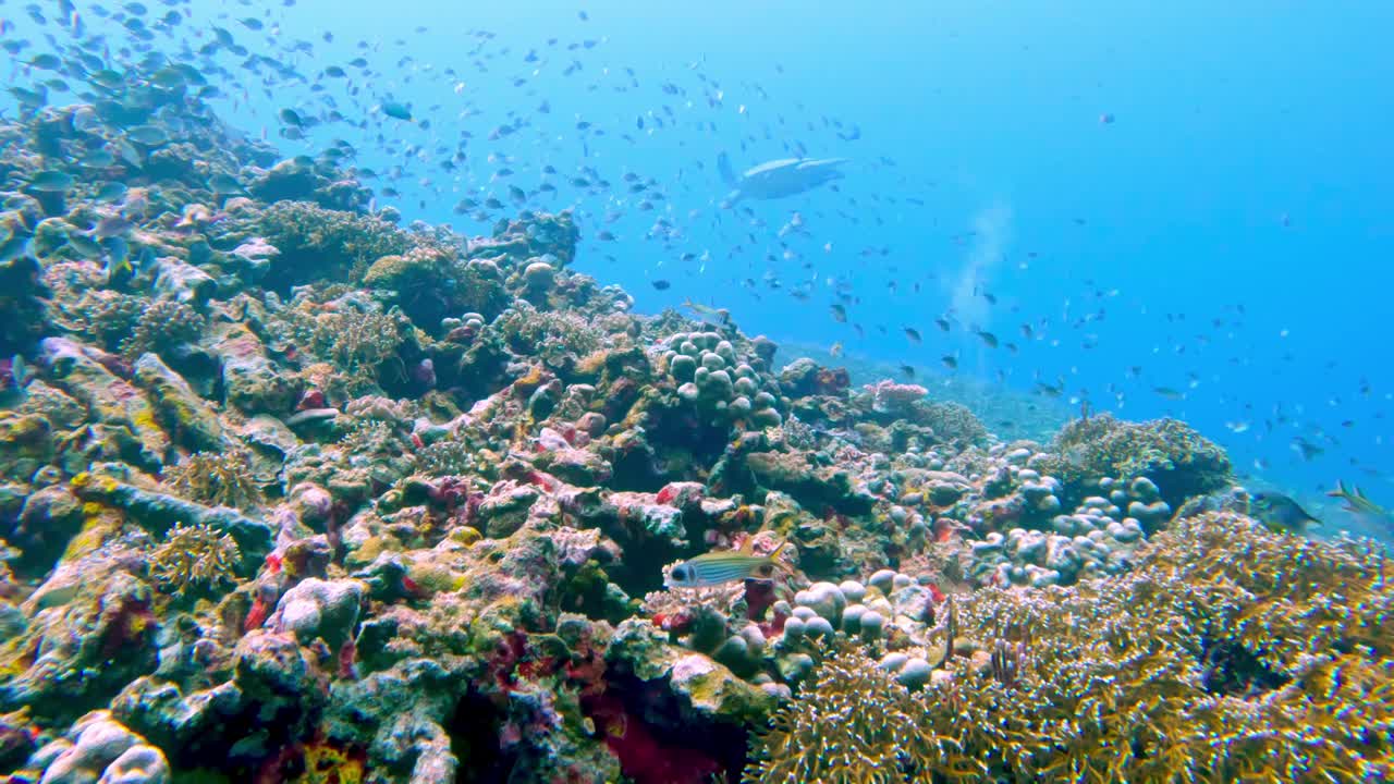 美丽的水下彩色热带珊瑚礁和海鱼。探索海洋中的野生动物风景。在亚洲珊瑚礁平静的海洋浮潜。明亮充满活力的生物多样性海洋动植物深度世界视频下载